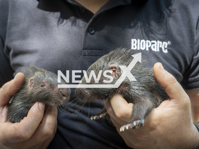 The two porcupines born in bioparc Valencia, July 2022.
Notes: Licenced photo (Bioparc Valencia/Newsflash)