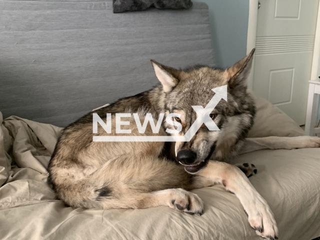 Picture of Kira the wolfdog while her attention is elsewhere. Note: We have obtained permission for this picture (@she.s.a.wolf/Newsflash)