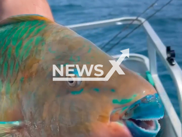 Rachowicz catches gorgeous parrotfish off the coast of Islamorada, FL. Note: Picture is a screenshot from a video (@fishingwithconner/Newsflash)