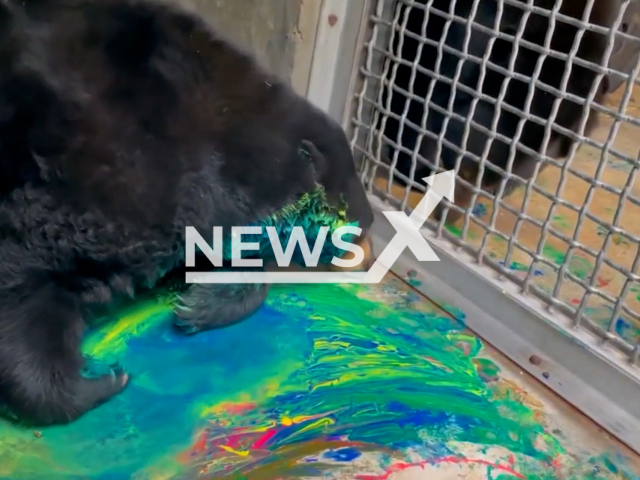 Fern the black bear playing with colours in the Northwest Trek Wildlife Park, located in Eatonville, Washington. Note: This picture is a screenshot from the video (Northwest Trek Wildlife Park/Newsflash).