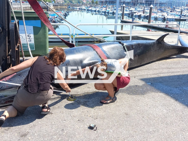 The whale stranded in a port of Combarro, Pontevedra, Spain, July 2022 died.
Notes: Picture is from police (@policiapoio/Newsflash)