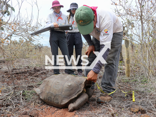 A team of 12 people participated in the monitoring process of the Hood Island giant tortoise in the island of Santa Fe, in Galapagos Islands, Ecuador, July 2022.
Notes: Licenced picture (Parque Nacional Galapagos/Newsflash)