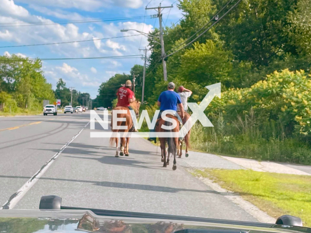 Cowboys helped New Hampshire police to capture an escaped bull, in July 2022. Note: Police photo(@pelhamnhpolice/Newsflash).