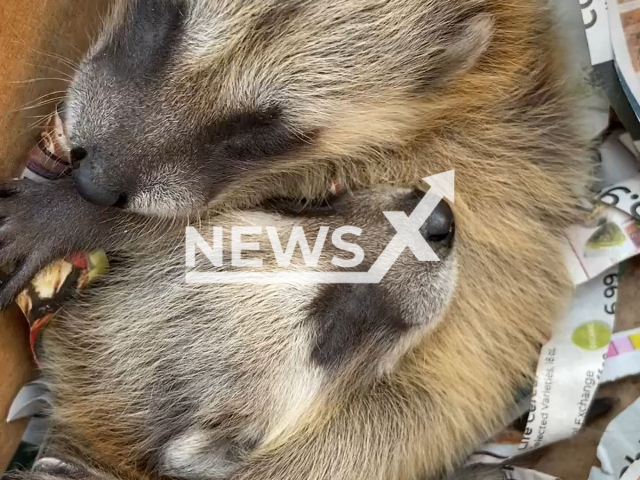 Raccoon babies hug after being rescued from Dedham chimney in July 2022. Note: Picture is a screenshot from a video (@DedhamPoliceDepartment/Newsflash)