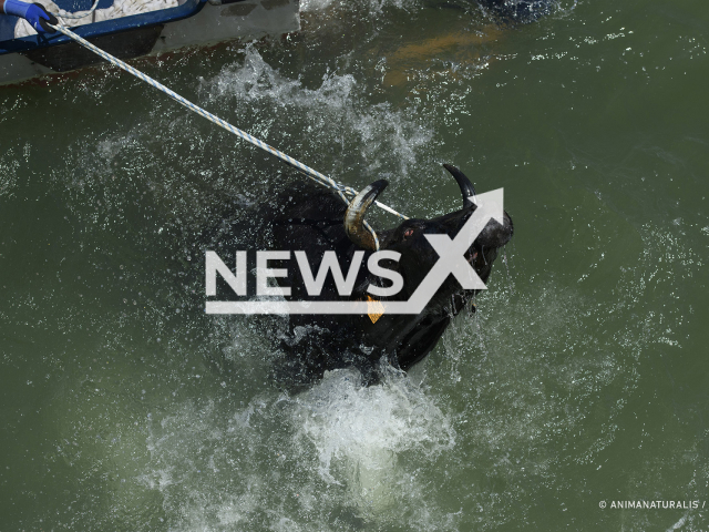 The bulls are being taken from the horns using ropes to the seashore after they jump into the water in a festival party in Denia, Spain, July 2022.
Notes: licenced photo (AnimaNaturalis/Newsflash)