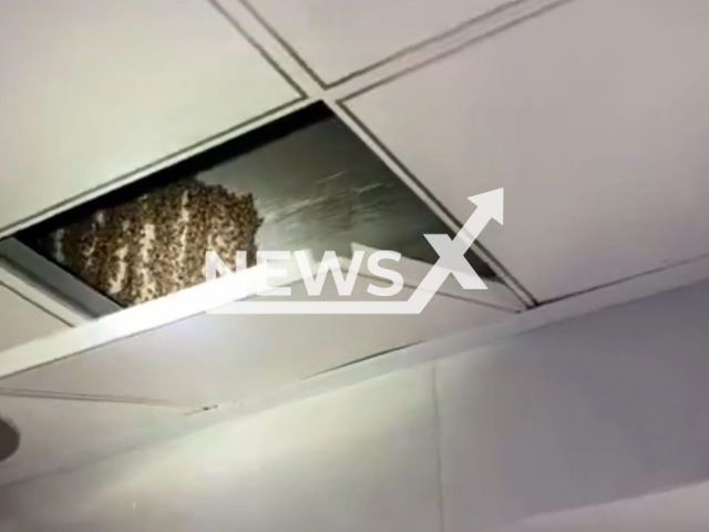 Swarm of bees removed from kitchen ceiling in Lianyungang, China. Note: Picture is a screenshot from a video (Jiangsu Fire/AsiaWire)