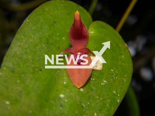 Pleurothallis villahermosae, the recently discovered new species of orchid in the Azufrado River basin, Colombia. Note: Licensed photo.  (Jardin Botanico de Bogota/Newsflash)