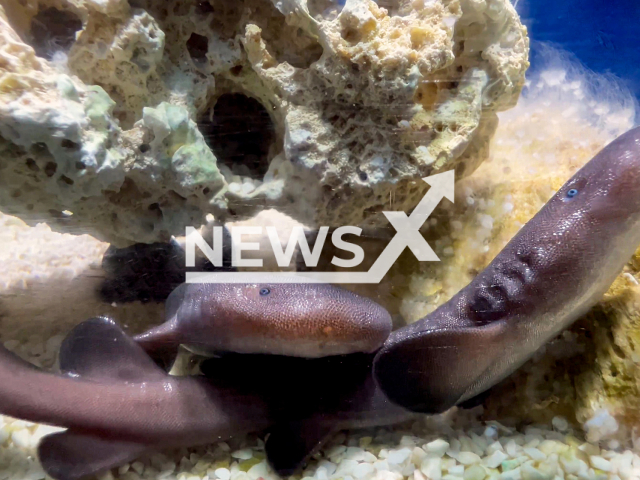 Short-tail nurse shark (Pseudoginglymostoma brevicaudatum) offsprings were born in Oceanografic aquarium, in Valencia, Spain, June 2022.
Notes: Licenced photo (Oceanografic Valencia/Newsflash)