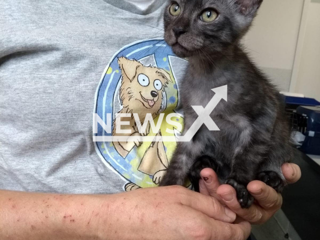 Smokey, the cat being given away by couple on eBay, so they can go on vacation in Bergheim, Germany, in July, 2022.
Note: Private photo.  (@Tierheim.Bergheim/Newsflash)