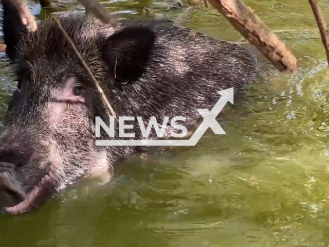 The rescue of a wild boar is trapped after taking a dip in a golf course in Majadahonda, Spain, in July, 2022. Note: Picture is a screenshot from a video (@112cmadrid/Newsflash)