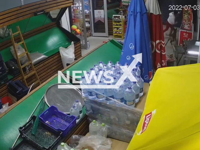 A dog, which escaped its leash, chased its owner inside a supermarket in Ankara, Turkey. Note: Picture is a screenshot from a video (Newsflash)