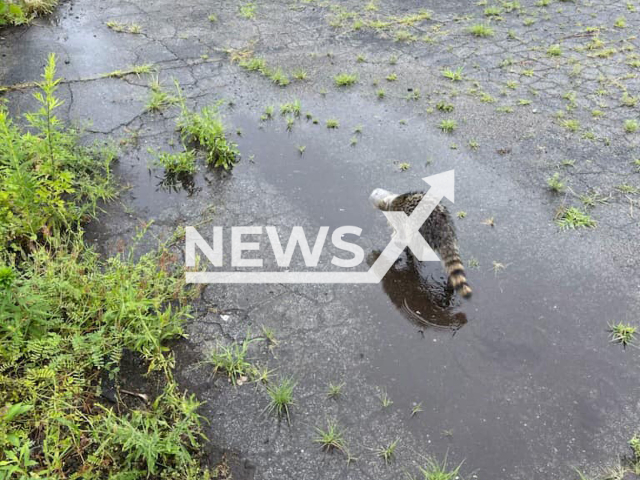 Police officers rescue raccoon with head stuck in jar in Pittsburgh, Pennsylvania, USA. Note: Police photo. (@PittsburghPolice/Newsflash).