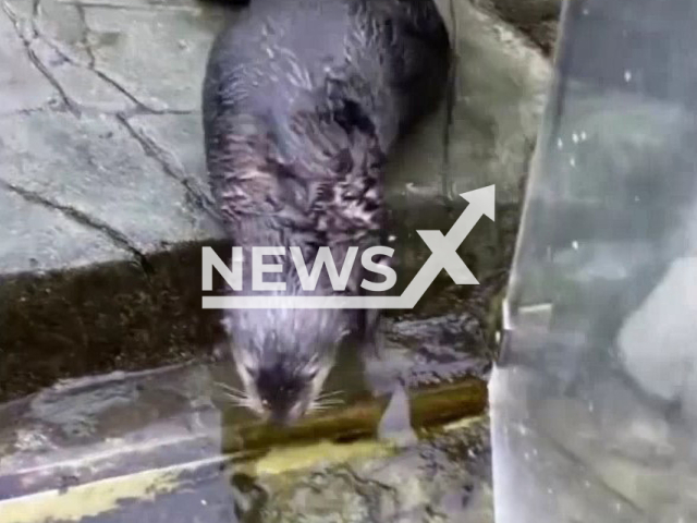 Hardy the sea otter before he closes his door, in the Vancouver Aquarium, located in Vancouver, Canada. Note:Photo is a screenshot from the video (KPassionate/Newsflash)