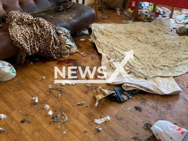 Inside the apartment, several pets were rescued from after they survived for two weeks by eating their owners' dead bodies in Yekaterinburg, Russia. Note: Picture from animal rescue service (ZooDozor/Newsflash)