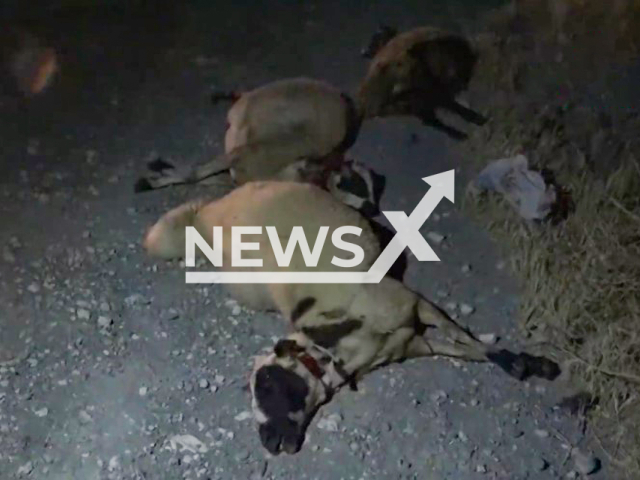 Car hit herd of sheep in Sanliurfa, Turkey in July 2022.
Note: Photo is a screenshot from a video(Newsflash).