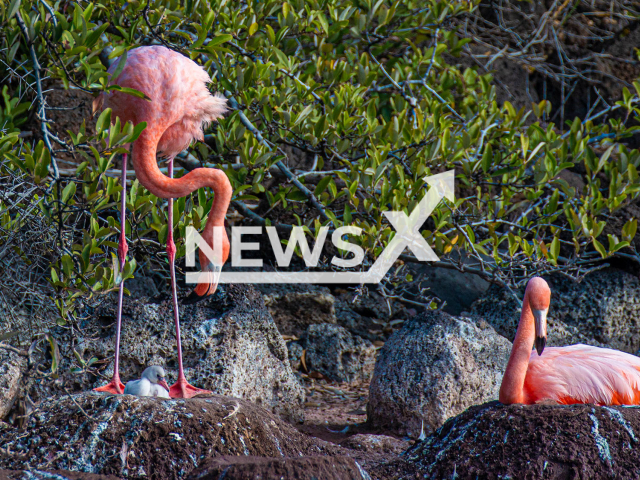 Flamingos have been seen making the nests in Isla Rabida, in Galapagos Islands, Ecuador, July 2022.
Notes: Licenced picture (Marvi Cordoba-PNG/Newsflash)