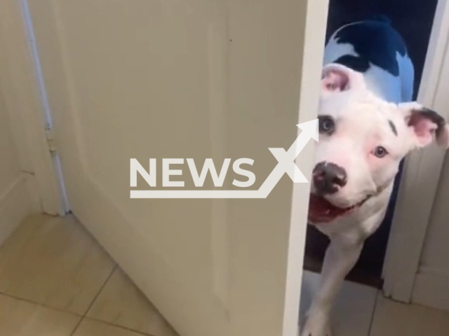 Diesel the service dog opening bathroom door, in February 2022, in Ontario, Canada. Note: Picture is a screenshot from a video (@dieselandkristen/Newsflash)