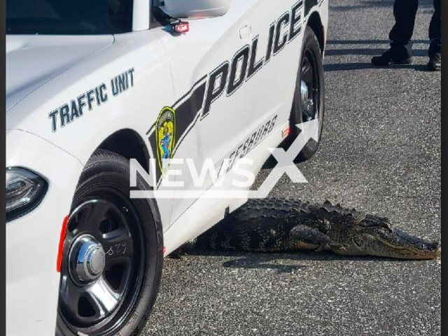 Alligator gets stuck beneath Florida police car in July 2022.
Note: Licensed photo(@LeesburgPolice1/Newsflash).