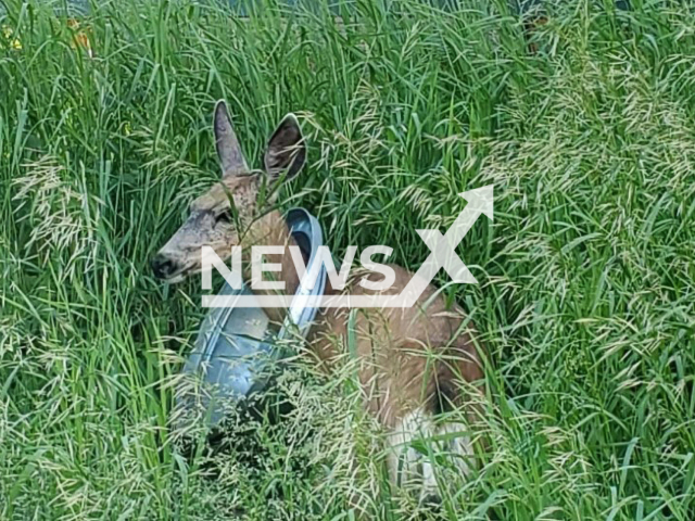 A mule deer doe in McCall with a trash can lid stuck on her neck. 
Note: Government photo(IDFG/Newsflash).