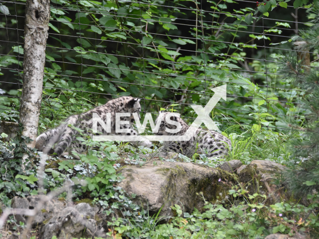 The two young snow leopards Wajra and Warjun on a tour of discovery.
 Note: Licensed photo.  (Zurich Zoo, Monika Bader/Newsflash)