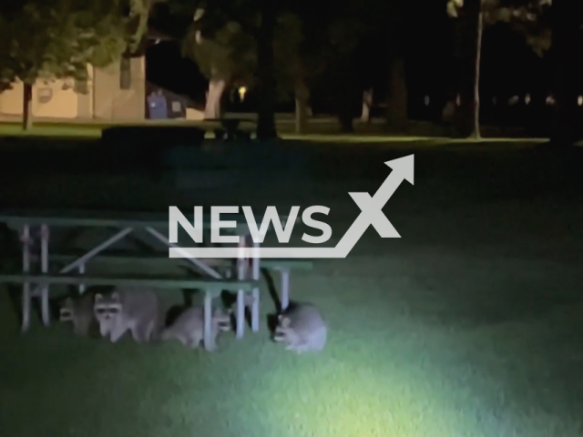 A group of racoons are dispersed by police at a par and warned about the park curfew closing at 10:00pm, in Pueblo City, Colorado, USA, on 21st July. Note: This picture is a screenshot from the video (Pueblo Police Department/Newsflash).