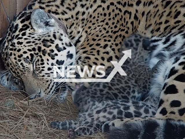 Two jaguars cub were born in wild in Ibera park, Argentina, July 2022. Note: Picture is a screenshot from a video (Fund Rewilding Argentina/Newsflash)