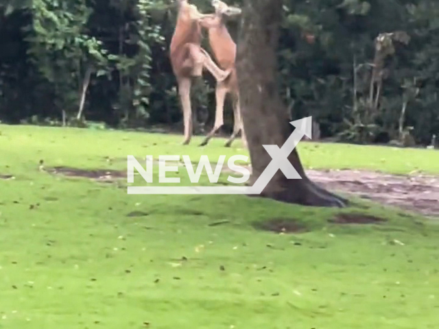 Two male kangaroos fight each other in the Shanghai Wildlife Park, China on 18th July 2022. Note: Picture is a screenshot from a video (mriiiii./AsiaWire)