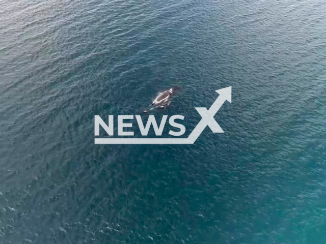 Picture shows whales in the Colombian Pacific at the beginning of the spotting season in an undated footage. Note: Photo is a screenshot from the video (Armada Colombia/Newsflash)