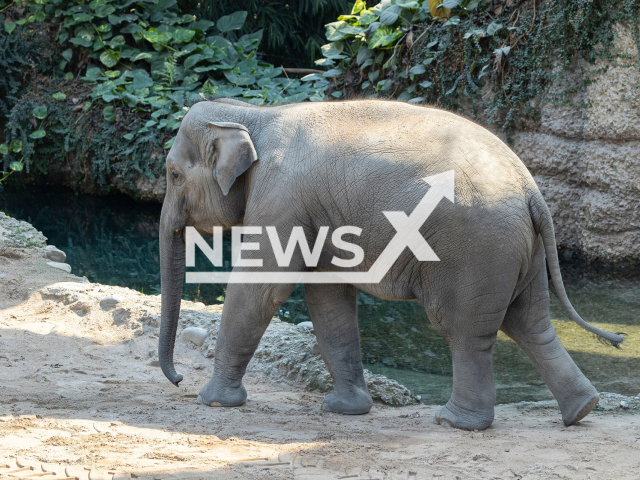 Ruwani in mid-July at Kaeng Krachan Elephant Park at the Zurich Zoo, Switzerland.
 Note: Licensed photo.  (Zurich Zoo, Enzo Franchini/Newsflash)