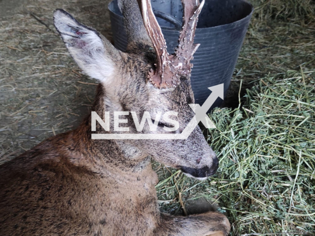 The deer that was helped in Losacio is recovering in a center in Zamora province, 22nd July 2022.
Notes: Picture is from emergency services (@INFOCYL/Newsflash)