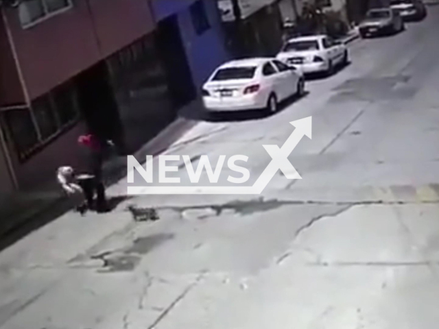 A pitbull attacks an elderly person on the street in Puebla, Mexico, in undated footage. A man managed to chase the dog away. 
Note: Photo is a screenshot from a video. (Newsflash)