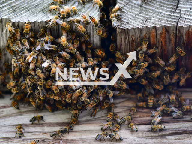 An up-close image of hundreds of honey bees swarming over a hole in a log, in undated photo.
 Fort Stanwix inside Fort Stanwix National Monument, an 18th century historic site known as “the fort that never surrendered” had  to be closed because it was swarmed by bees, this Sunday, July 24, 2022, in Rome, New York, USA. Note: Photo from Fort Stanwix National Monument. (@Fort.StanwixNPS/Newsflash)