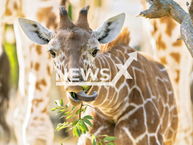 Photo shows giraffe cub Amari in Zoo Vienna.
The Zoo put the youngster on show to mark her half birthday on Saturday, July 23, 2022.
Note: Licensed photo(Daniel Zupanc/Newsflash).