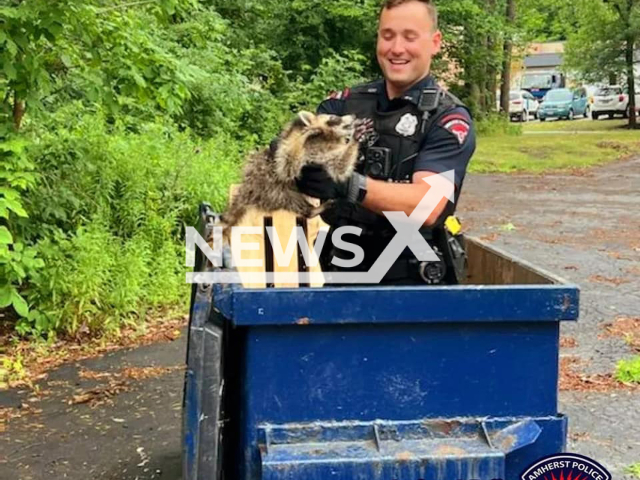 Police officer from Amherst, New York, saves trapped raccoon in a dumpster, on Tuesday, July 26, 2022.
The police officer ended inside the dumpster himself when the animal couldn't exit.
Note: Police photo(@amherstpoliceny/Newsflash).