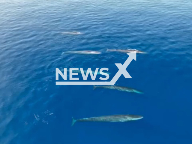 Whales seen near the Spanish coast in undated footage. The whales were seen in the area during this spotting season in 2022. Note: Picture is a screenshot from a video (Edmaktub/Newsflash)