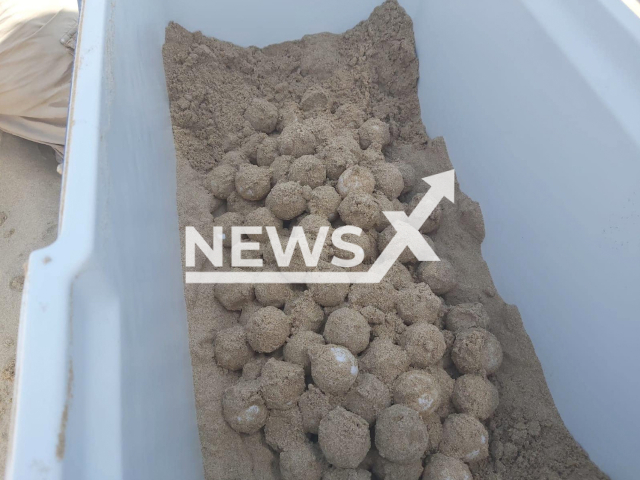 The eggs of the turtle are seen in a box with sand in an undated photo. They were taken in Alicante, Spain, from a turtle.
Note: Private picture (Ayto Guardamar/Newsflash)