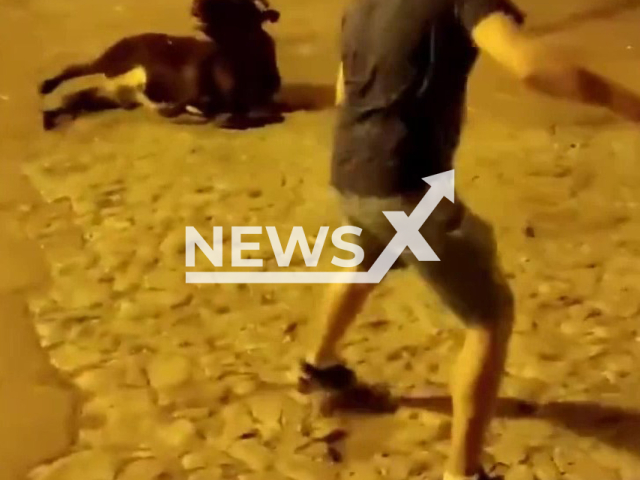 Heifer is being dragged by people during the celebrations of a festival party on 25th June 2022 in Albarracin, Teruel, Spain. Animal right organization has reported this situation as animal abuse. Note: Photo is a screenshot from the video (@PartidoPACMA/Newsflash)