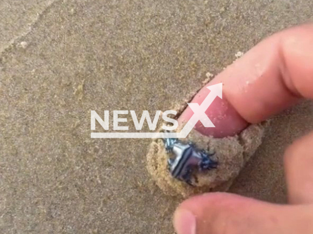 Julian Obayd, 21, catches a blue dragon in Stradbroke, Australia in undated footage. The blue dragon belongs to a Glaucus atlanticus species. Note: Photo is a screenshot from the video (@julianobayd/Newsflash)