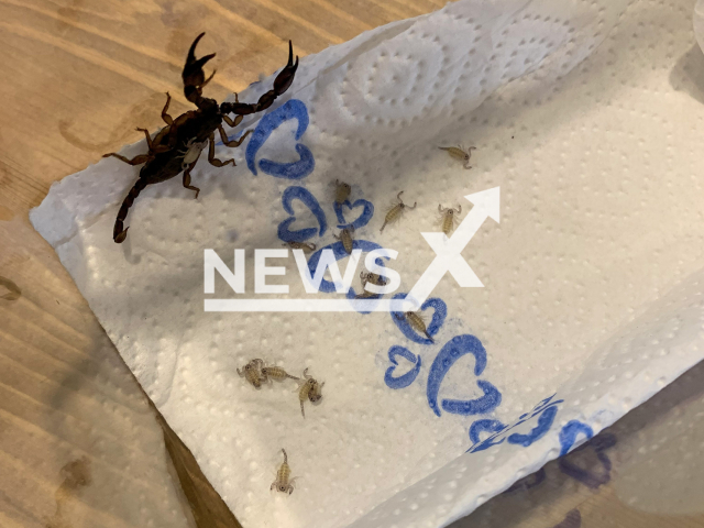 Picture shows a scorpion mum and her 17 babies found by a woman in her suitcase after coming home from her holiday in Croatia in an undated photo. The photo was released by the animal rescue service "Tierhilfe Gusental" on Sunday, July 24, 2022. Note: Photo from animal rescue service. (Tierhilfe Gusental/Newsflash)