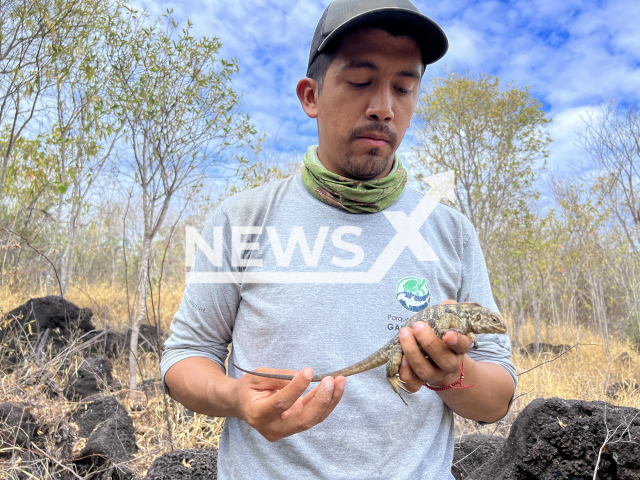 Expert from the Galapagos National Park holds an iguana  on Santiago Island, Ecuador, in an undated photo. Experts through monitoring, found new individuals of various ages, which shows that this species is reproducing successfully.
Note: Photo is from Galapagos National Park. (Jean Pierre  Cadena/Newsflash)