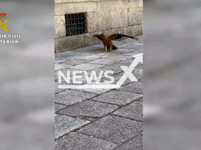 The eagle chick walks in the middle of the street of El Escorial, Madrid, Spain, on 29th July 2022. The animal was finally rescued. Note: This picture is a screenshot from the video (Newsflash).