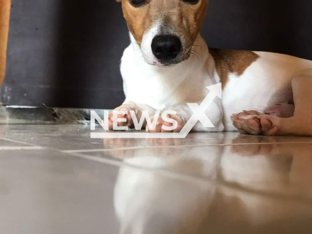 Nachito, the dog, in an undated photo. It died while trying to save its family from a snake in Mexico.
Notes: Private picture (Jorge Luna/Newsflash)