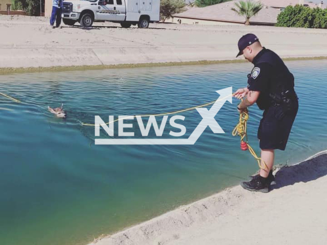 Photo shows the rescue of one of the two deer from the Coachella Canal in California, on Tuesday, Aug 02, 2022. Rescuers used ropes to pull the deer to safety. Note: Police photo(@indiopolicedepartment/Newsflash).