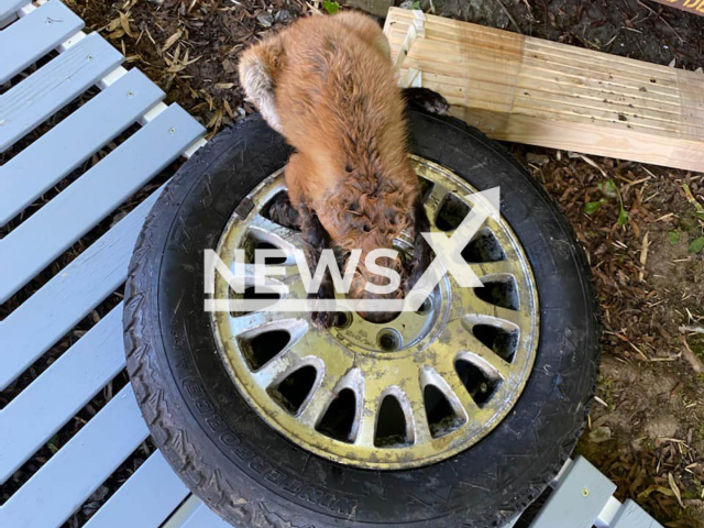 Photo shows fox stuck in a tire in Connecticut on Sunday, July 31, 2022.
The fox was chasing a small rodent.
Note: Police photo(@CTEnConPolice/Newsflash).