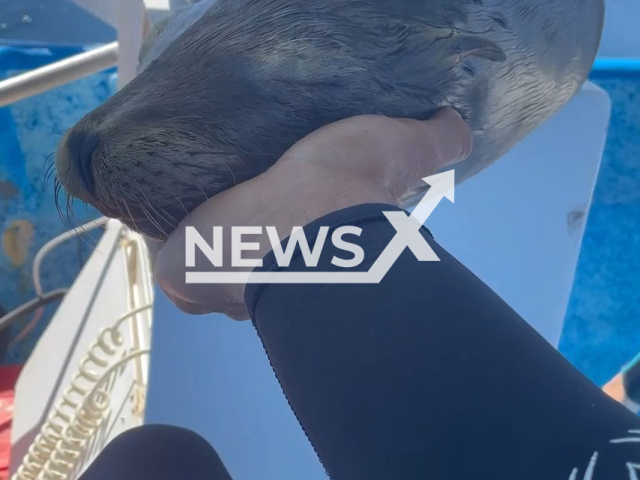 Alexander Schmidt Márquez, 30, petting the sea lion on his panga, in La Ventana, Baja California Sur, Mexico, on Tuesday, April 26, 2022. The sea lion fell asleep and was likely very exhausted. Note: Picture is a screenshot from a video (@alexsharks_/Newsflash)