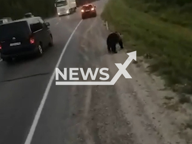 A man films a bear cub walking near the road before being shot to death in Nefteyugansk, Russia, in an undated footage. According to eyewitnesses, the people who shot the bear cub loaded the dead animal into a car and left. Note: Picture is a screenshot from a video (Newsflash)