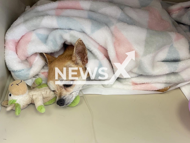 A woman hits the head of a Chihuahua using a bottle and calmly puts the bottle on the rack back in a supermarket in Kaluga, Russia, Monday, Aug 1, 2022. The dog reportedly suffered a cracked skull. Note: Picture is a screenshot from a video (@sofia_guzova/Newsflash)