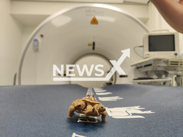 Picture shows Sorte an African spurred tortoise, (Centrochelys sulcata), in an undated photo. She has two heads and two tails, and was born in Putten, Netherlands.
 
Note: Licensed photo.  (AniCura/Newsflash)