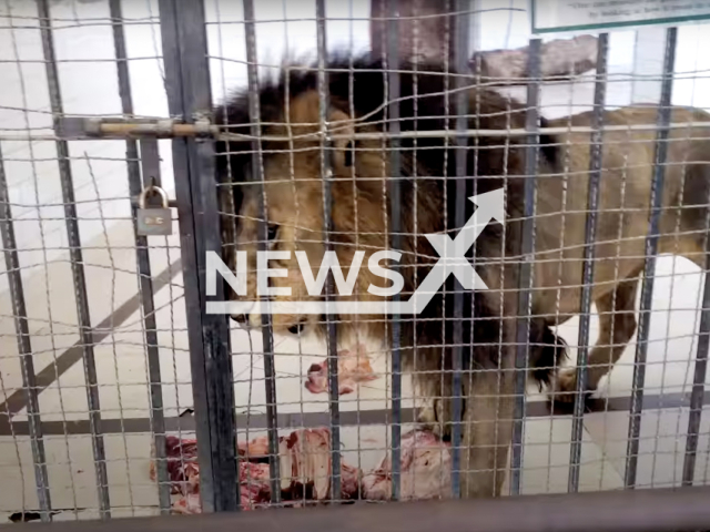 Photo shows an illustrative image of a lion in Lahore Zoo, undated photo. A zoo in Lahore, Pakistan, will reportedly auction 12 lions to private collectors to free up space for more felines. Note: Picture is a screenshot from a video (Newsflash)