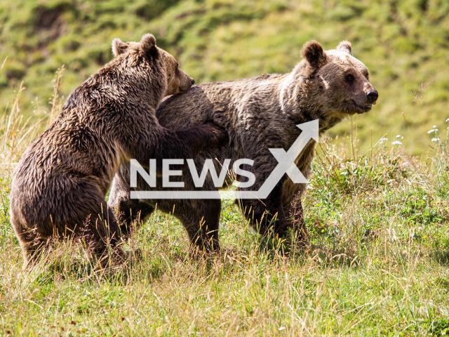 Photo shows the first contact between rescued bears Sam and Jamila in the Arosa Bear Sanctuary in Switzerland on Monday, Aug. 8, 2022. The two rescued siblings met for the first time ever after previously being kept separately in a zoo in North Macedonia. Note: Licensed content. (Stiftung Arosa Baren, VIER PFOTEN/Newsflash)